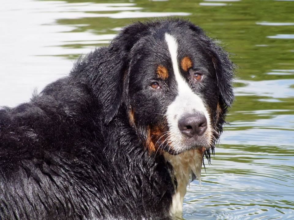 Invictus logan du Haras de la Vergne