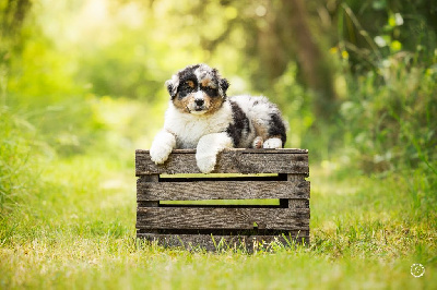 Mâle Bleu Merle