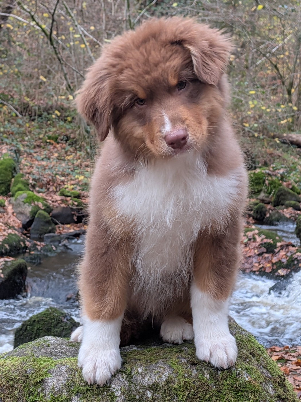 Ever Haling - Chiots disponibles - Berger Australien