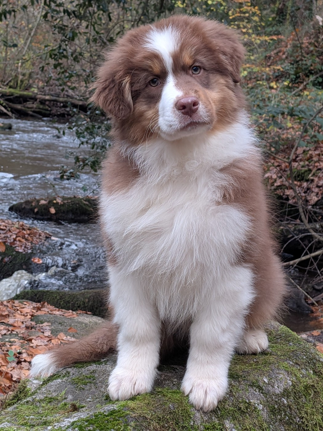 Ever Haling - Chiots disponibles - Berger Australien