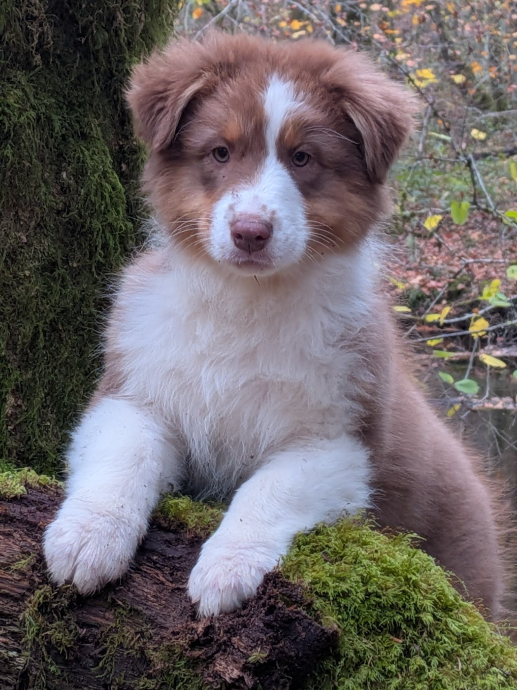 Ever Haling - Chiots disponibles - Berger Australien