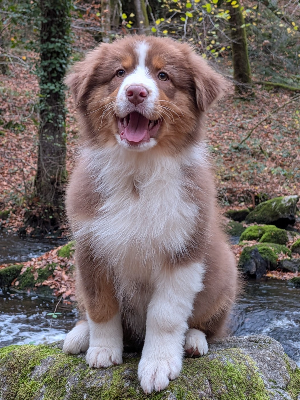 Ever Haling - Chiots disponibles - Berger Australien