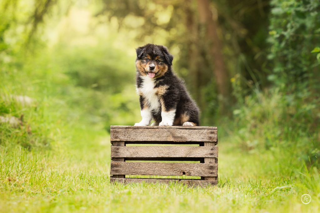 Ever Haling - Chiots disponibles - Berger Australien